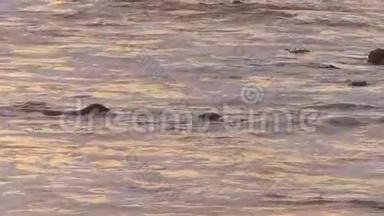 大象海豹在海滩上争夺统治地位
